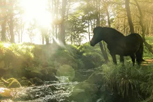 North Europe Gallery: A Faroese horse standing in front of a river in a wood in the village of Trongisvagur