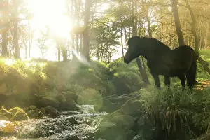Foroyar Prints: A Faroese horse standing in front of a river in a wood in the village of Trongisvagur