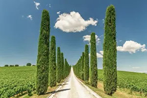Cypress Tree Prints: Fattoria Colsanto Vineyard, Bevagna, Umbria, Italy