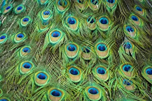 Display Gallery: Detail of feathers of Indian peafowl (Pavo cristatus), Zamecky Park of Blatna Castle, Blatna