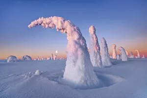 fell with snow covered spruces in winter - Finland, Eastern Lapland, Posio