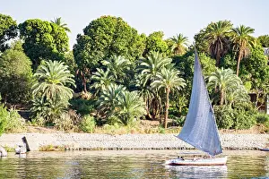 Navigation Prints: Felucca sailing near palm trees on the Nile River, Aswan, Egypt