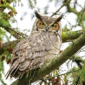 Strigidae Prints: A femail great horned owl perhced in a tree in Ontario, Caanada