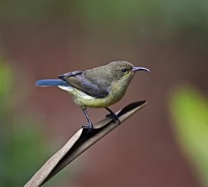 African Bird Gallery: A female Amethyst Sunbird