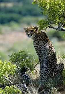 Carnivore Collection: A female cheetah rests in the shade at Kwandwe Private Game Reserve
