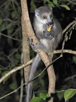 Wildlife Park Gallery: A female crowned lemur (Eulemur coronatus) in the 18