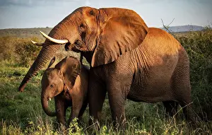 Elephants Prints: Female elephant and her calf, Zimanga Private Game Reserve, Natal, South Africa