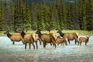 Female elk or Cervus canadensis, Jasper National Park, Alberta, Canada