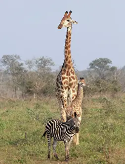 Zebra Prints: Female giraffe with calf and zebra, Zimanga Private Game Reserve, Natal, South Africa