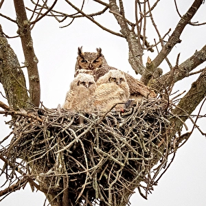 Owls Prints: A female great horned owl in her nest with her owlets in Ontario, Canada