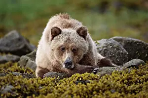 Bear Prints: A female grizzly bear lies in the kelp at low tide in the Khtuzeymateen Grizzly Bear Sanctuary