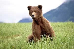 Bear Prints: A female grizzly bear sitting eating sedge grass in the Khutzeymateen Grizzly Bear Sanctuary