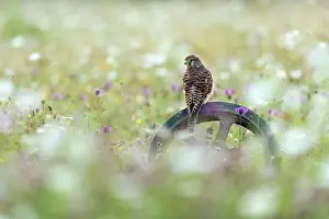 Wheel Prints: Female Kestrel (Falco tinnculus) (C) perched on old wheel, Andover, Hampshire, England, UK