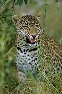 Wildlife Park Gallery: Female Leopard