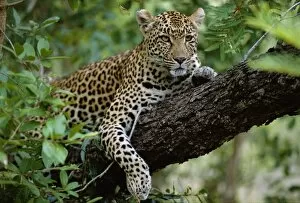 A female Leopard (Panthera pardus) rests in the shade