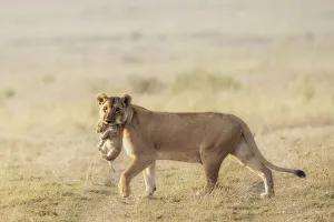 Tanzania Prints: Female lion carrying a baby cub in her mouth, Serengeti, Tanzania