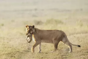 Tanzania Collection: Female lion carrying a baby cub in her mouth, Serengeti, Tanzania