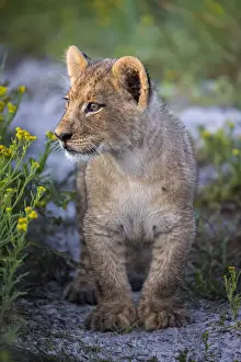 Female lion cub in grassland, Liuwa Plain National Park, Zambia