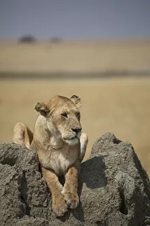 Hunter Gallery: A female lion on the Serengeti in Tanzania