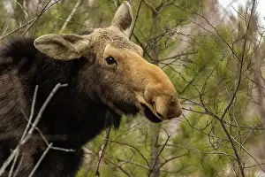 Plant Eater Prints: Female moose (Alces alces) in pine and birch woodlot eating twigs and pine needles in late winter