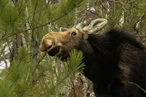Plant Eater Prints: Female moose (Alces alces) in pine and birch woodlot eating twigs and pine needles in late winter