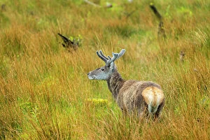 A Charnaich Collection: Female Red deer on grassland, Glencoe, Scottish Highlands, Scotland, UK