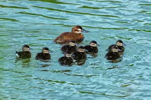 Manitoba Prints: Female rudy duck (Oxyura jamaicensis) with chicks in marsh. Oak Lake, Manitoba, Canada