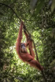 Hanging Prints: Female Sumatran Orangutan in Gunung Leuser National Par