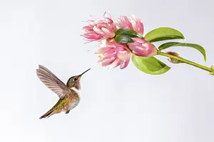 In Flight Prints: Female Volcano Hummingbird (Selasphorus flammula) feeding on Cavendishia flower in