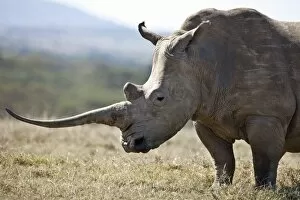 African Animal Gallery: A female white rhino with a fine horn