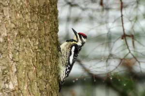 Cottage Country Prints: Female yellow-bellied sapsucker Lake of Bays near Dorset, Ontario, Canada