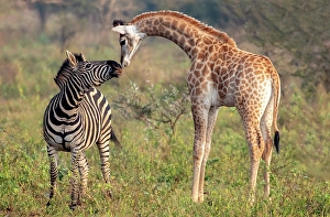 Premium Selects 2024 Prints: Female zebra interacting with giraffe calf