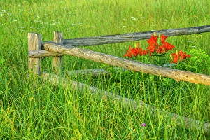 Fences Prints: Fenceline and flowers, Beresford, New Brunswick, Canada