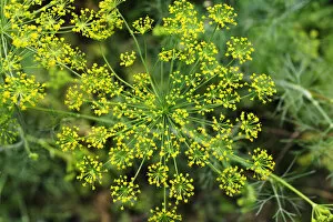 Images Dated 15th August 2011: Fennel, a pot-herb. Ribatejo