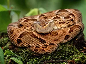 Rainforest Prints: Fer-de-lance (Bothrops asper), Boca Tapada, Costa Rica