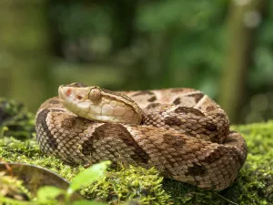 Snake Prints: Fer-de-Lance (Bothrops asper), Boca Tapada, Alajuela Province, Costa Rica