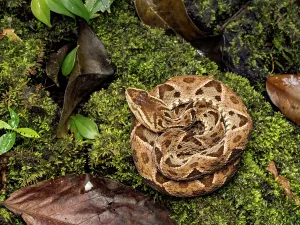 Snake Prints: Fer-de-Lance (Bothrops asper), Boca Tapada, Alajuela Province, Costa Rica
