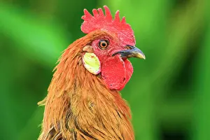 Vertebrates Prints: Feral chickens (Gallus domesticus) male rooster