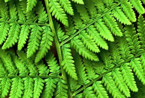 Fern Prints: Fern frond, Muskoka, Ontario, Canada
