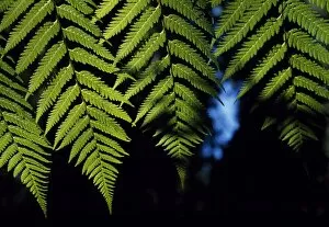 Northern Patagonia Gallery: Fern fronds