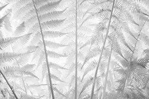 Infrared Prints: Fern fronds in infrared, Kew Gardens, London, England