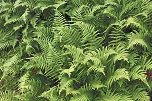 Fern Prints: Fern - Norway, Sogn og Fjordane, Sognefjord, north of Dragsvik