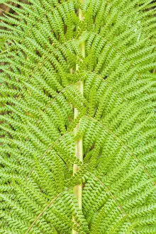 Green Gallery: Fern Patterns, Tasmania