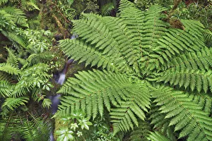 Temperate Rain Forest Prints: Fern in rainforest - New Zealand, South Island, Southland, Fiordland, Cleddau River