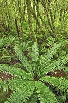 Fern in rainforest - New Zealand, South Island, Southland, Fiordland, Cleddau River
