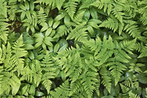Fern Prints: Fern in rainforest - USA, Washington, Clallam, Olympic National Park