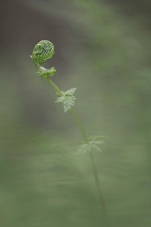 Fern Prints: Fern, Shuswap, British Columbia, Canada