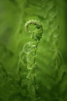 Plants Prints: Fern, Shuswap, British Columbia, Canada