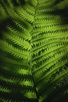 Fern Prints: Fern, Shuswap, British Columbia, Canada