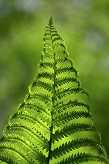 Plants Prints: Fern, Shuswap, British Columbia, Canada